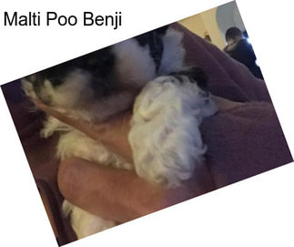 Malti Poo Benji