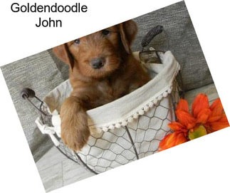 Goldendoodle John