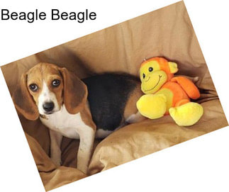 Beagle Beagle