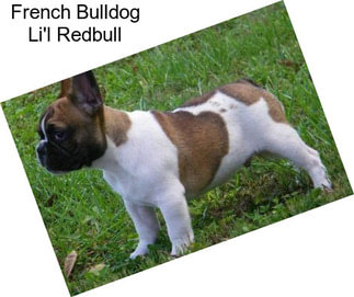 French Bulldog Li\'l Redbull