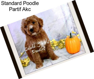 Standard Poodle Partif Akc