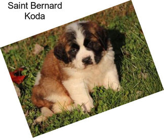 Saint Bernard Koda