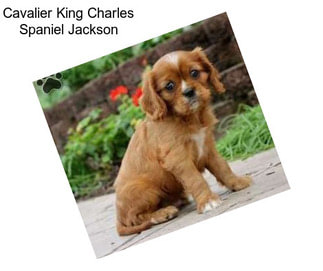 Cavalier King Charles Spaniel Jackson