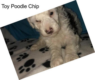 Toy Poodle Chip