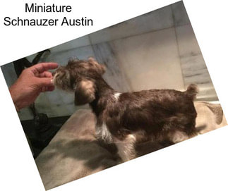 Miniature Schnauzer Austin