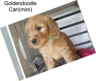 Goldendoodle Cari(mini)