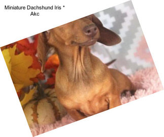 Miniature Dachshund Iris * Akc