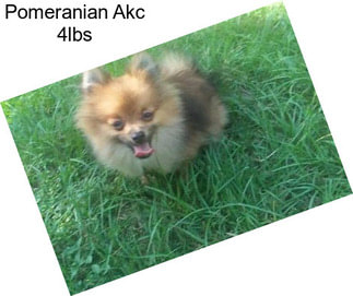 Pomeranian Akc 4lbs