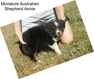 Miniature Australian Shepherd Annie