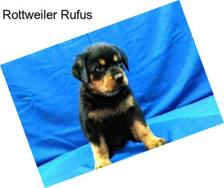 Rottweiler Rufus