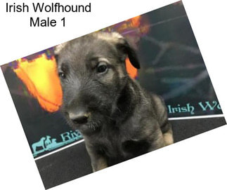 Irish Wolfhound Male 1