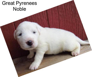 Great Pyrenees Noble