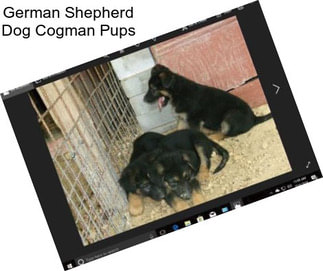 German Shepherd Dog Cogman Pups