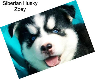 Siberian Husky Zoey