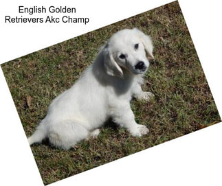 English Golden Retrievers Akc Champ