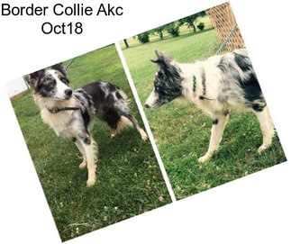 Border Collie Akc Oct18