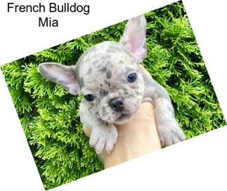 French Bulldog Mia