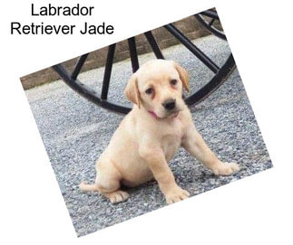 Labrador Retriever Jade