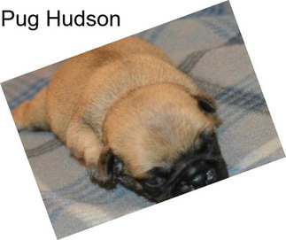 Pug Hudson