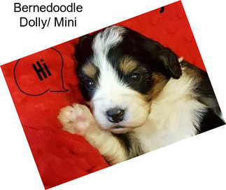 Bernedoodle Dolly/ Mini