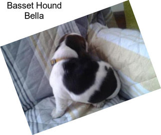 Basset Hound Bella