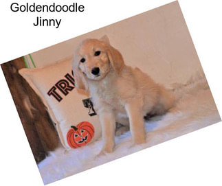 Goldendoodle Jinny