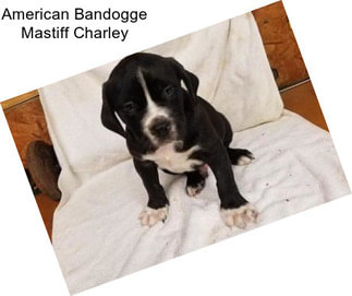 American Bandogge Mastiff Charley