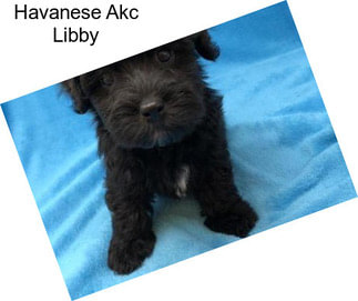 Havanese Akc Libby