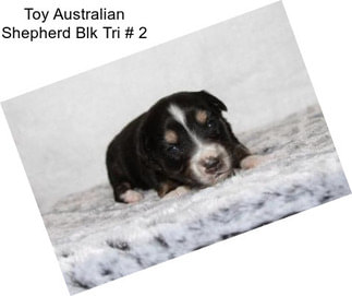 Toy Australian Shepherd Blk Tri # 2