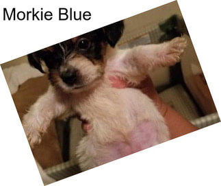 Morkie Blue