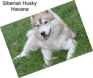 Siberian Husky Havana