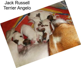 Jack Russell Terrier Angelo