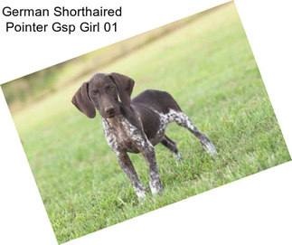 German Shorthaired Pointer Gsp Girl 01