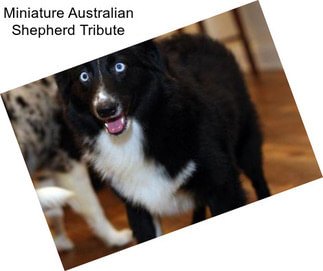 Miniature Australian Shepherd Tribute