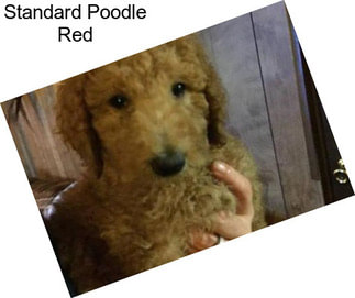 Standard Poodle Red