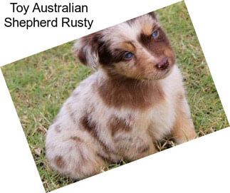 Toy Australian Shepherd Rusty