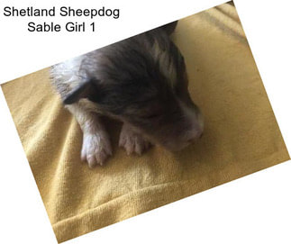 Shetland Sheepdog Sable Girl 1