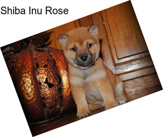 Shiba Inu Rose