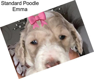 Standard Poodle Emma