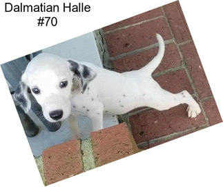 Dalmatian Halle #70