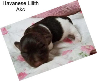 Havanese Lilith Akc