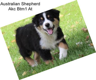 Australian Shepherd Akc Btm1 At