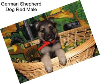 German Shepherd Dog Red Male