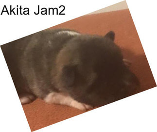 Akita Jam2