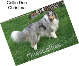 Collie Due Christma