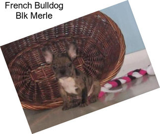 French Bulldog Blk Merle