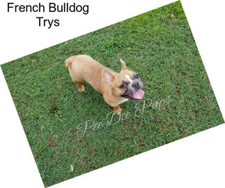 French Bulldog Trys