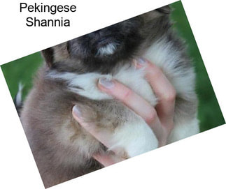 Pekingese Shannia