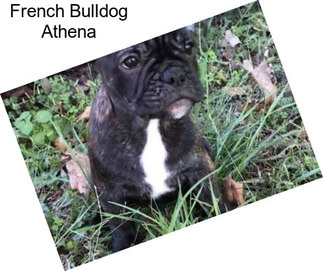 French Bulldog Athena