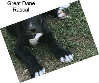 Great Dane Rascal